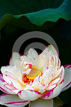 Lotus