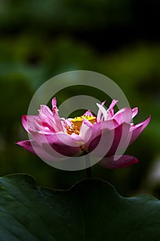 Lotus