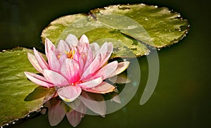Lotus
