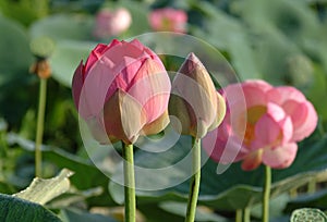 Pink lotus buds on the lake