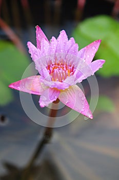 Lotus