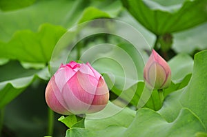 Lotus