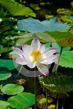Lotus
