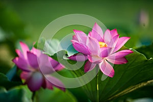 Lotus