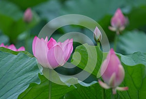 Lotus