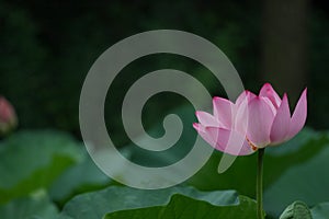 Lotus