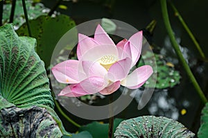 Lotus