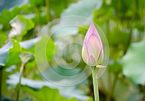 Lotus