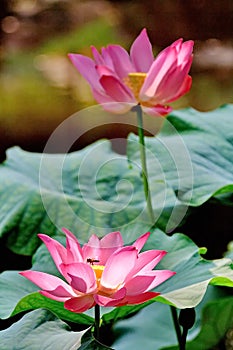 lotus