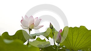 Lotus