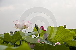 Lotus