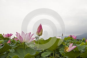 Lotus