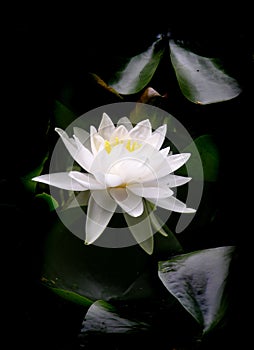 Lotus