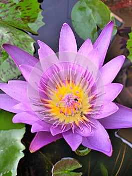 Lotus