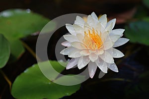 Lotus