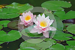 Lotus