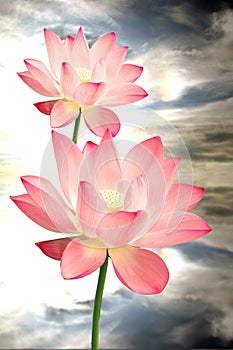 Lotus
