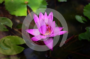 Lotus