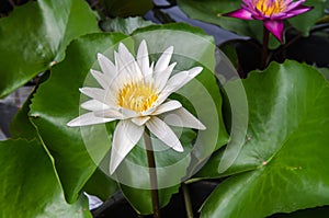 Lotus