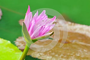 Lotus