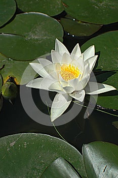 Lotus