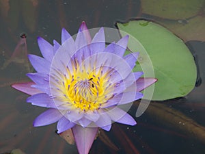 Lotus