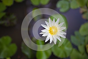 Lotus