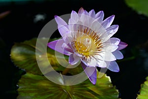 Lotus above the water