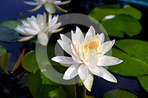 Lotus above the water