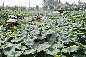 Lotus agritainment in chengdu,china