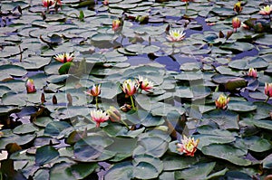 Lotus photo