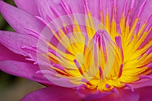 Lotus anther close up photo