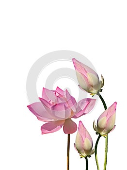 Lotus aquatic flora