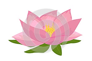 Lotus aquatic plant vector