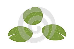 Lotus aquatic plant vector