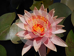 Lotus in an artificial pond