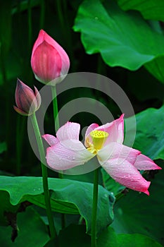 Lotus in asia