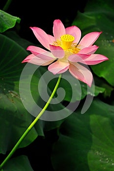 Lotus in asia