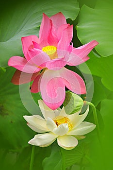 Lotus in asia