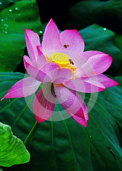 Lotus in asia