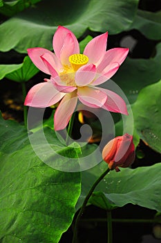 Lotus in asia