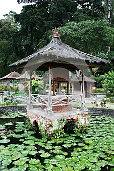 Lotus bali