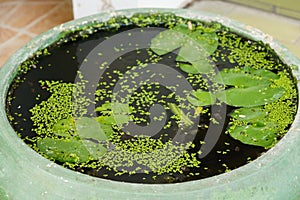 Lotus basin filled with duckweed