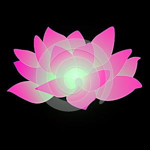 Lotus with Beautiful Pink Color