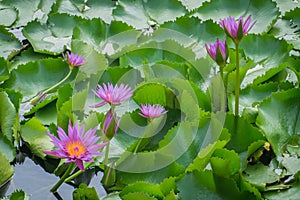 Lotus, beautiful, summer, pink, nature, beauty, color, flower, phalaenopsis, tropical, flowers, green, decoration, orquidea photo