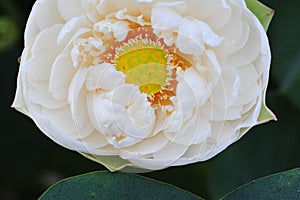 Lotus beauty~Close-up