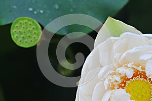 Lotus beauty~Close-up