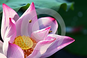 Lotus and bee