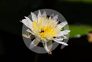 Lotus and bee