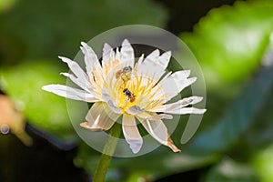 Lotus and bee